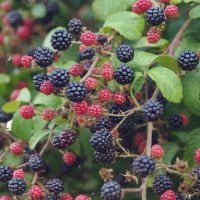 blackberries growing on the bush