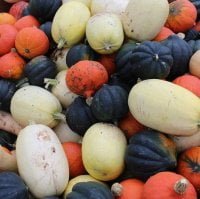 loads of winter squashes