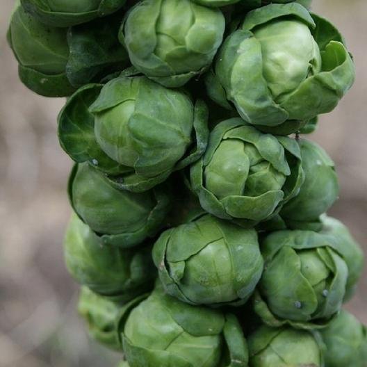 brussels sprouts