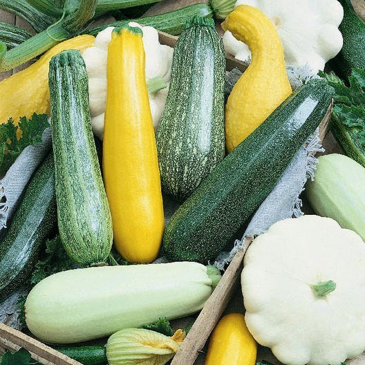 summer squashes