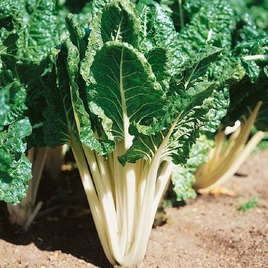 swiss chard