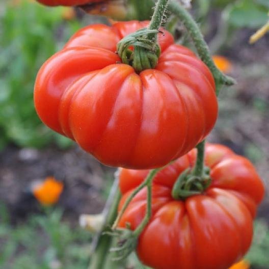 tomatoes